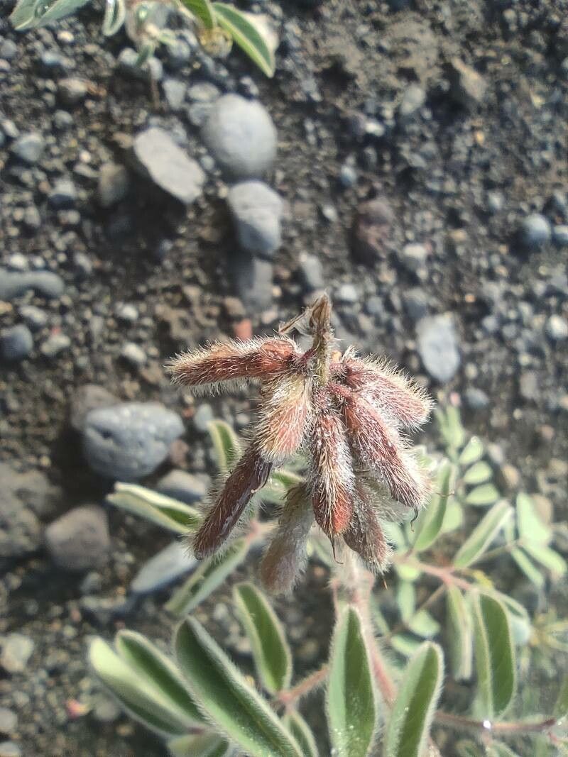Indigofera hirsuta fruit