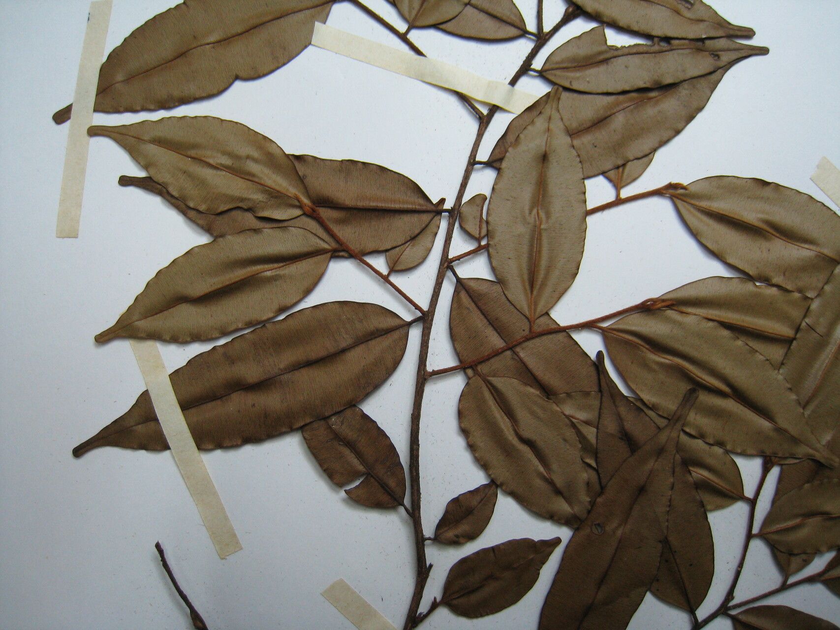 Micropholis venulosa other