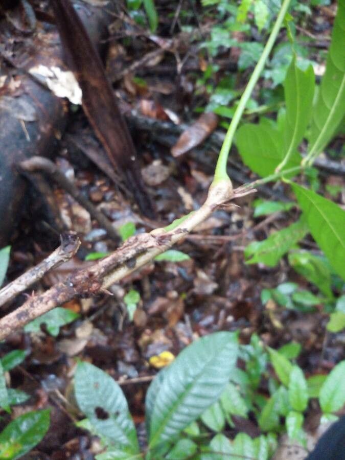 Talisia megaphylla bark