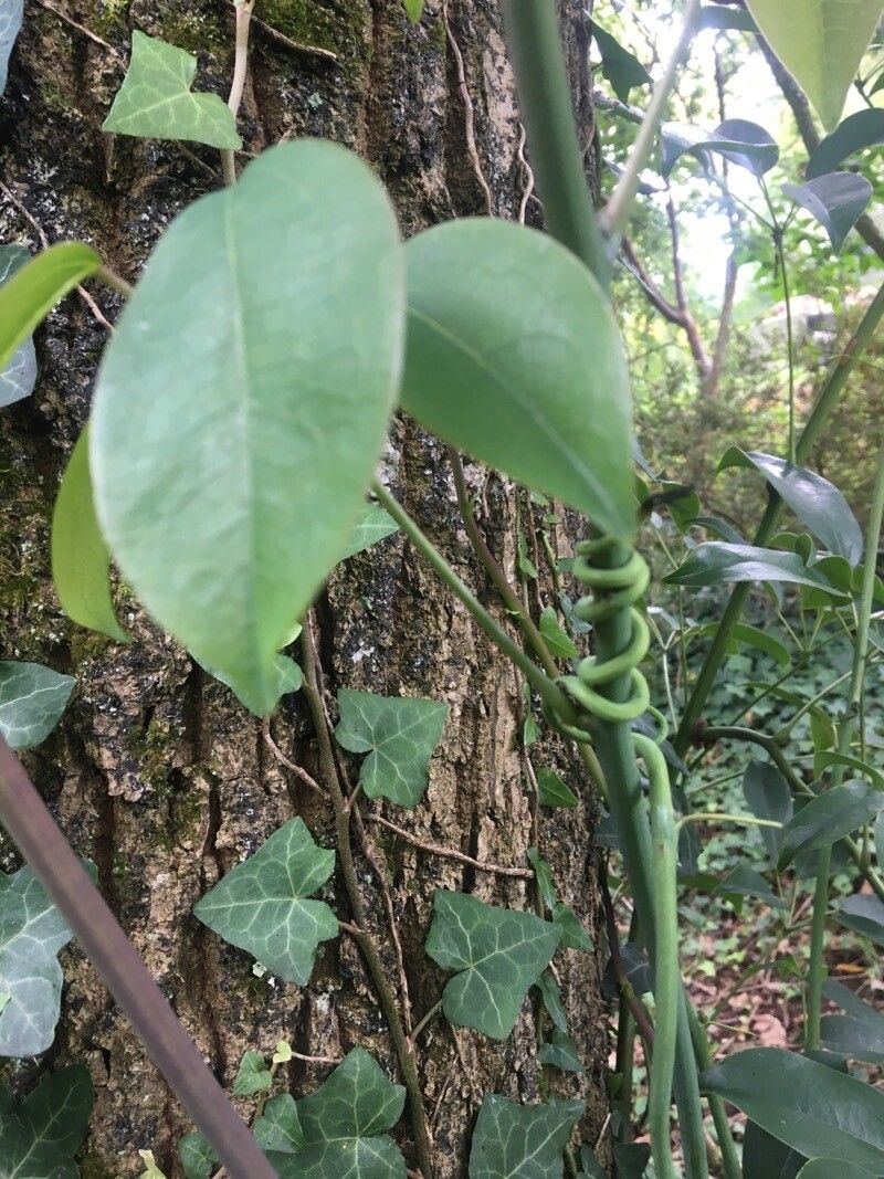 Heptapleurum heptaphyllum bark