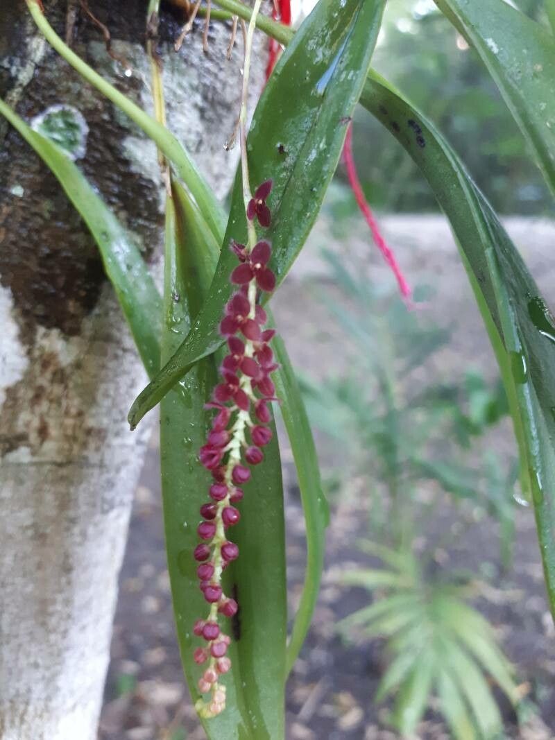 Stelis morae — houseplant care guide