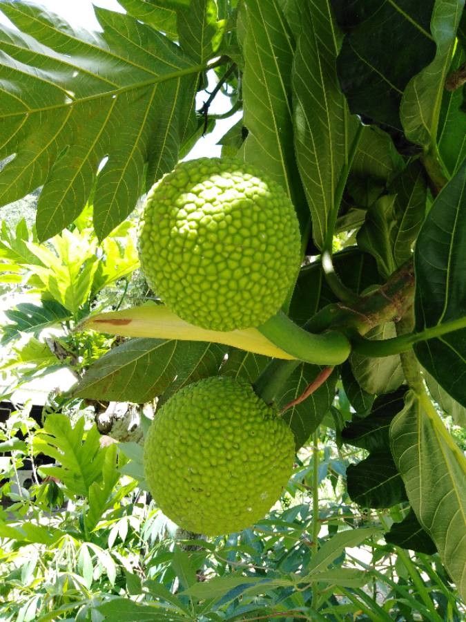 Artocarpus altilis flower