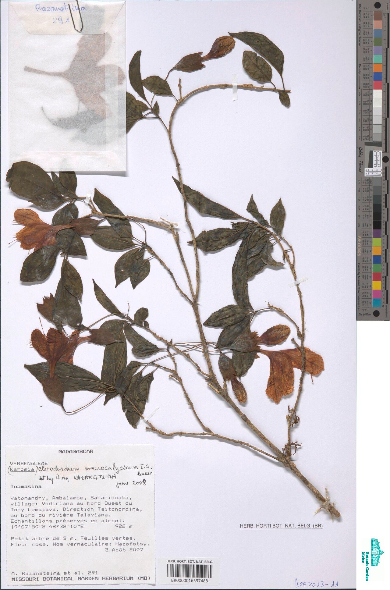 Clerodendrum macrocalycinum — houseplant care guide