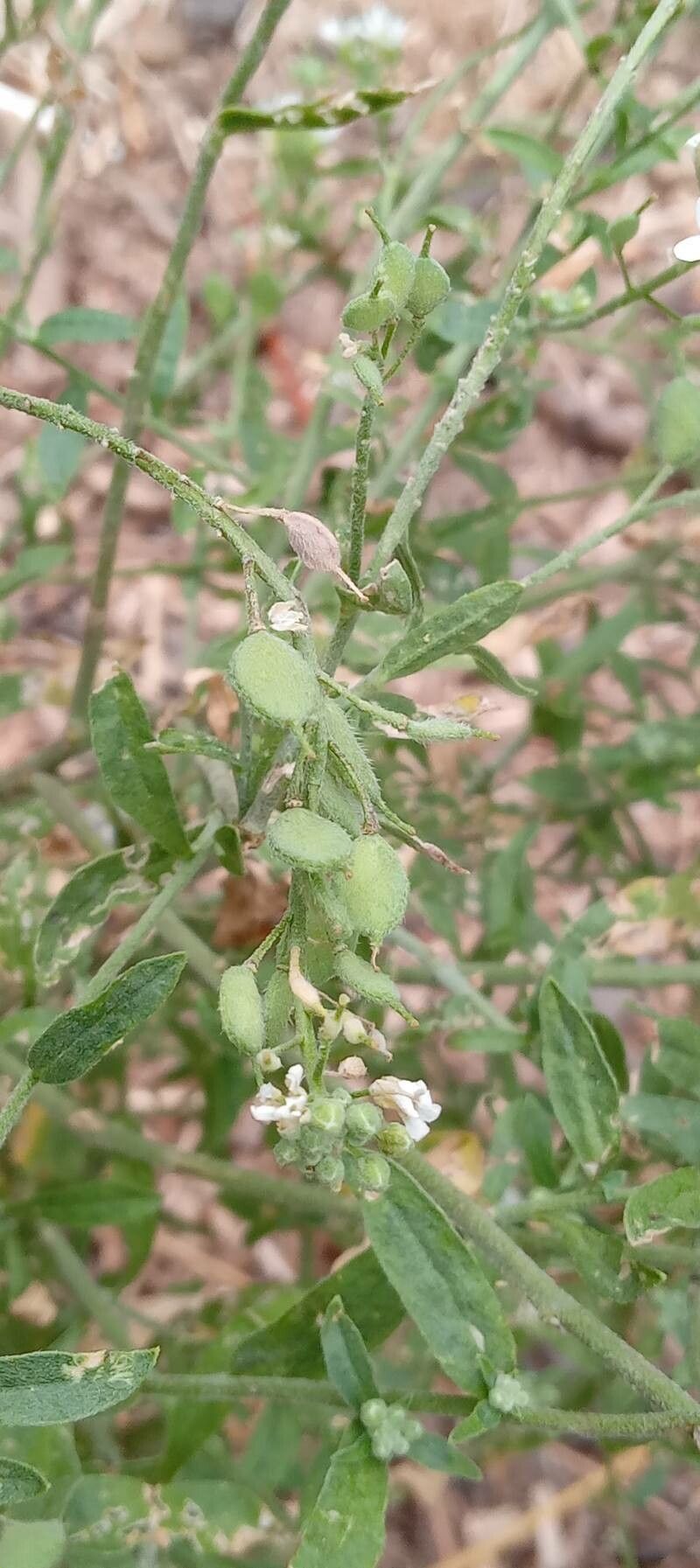 Berteroa incana fruit