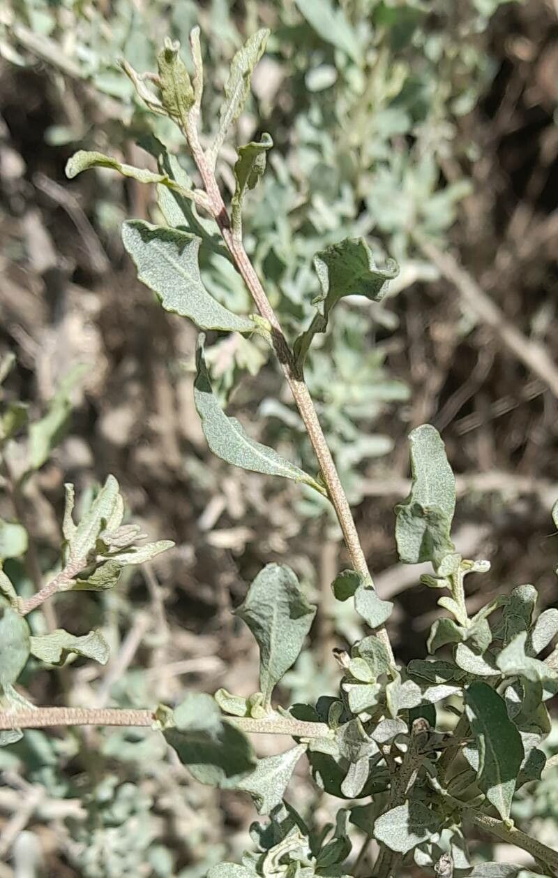 Atriplex undulata — search result for 'Atriplex'