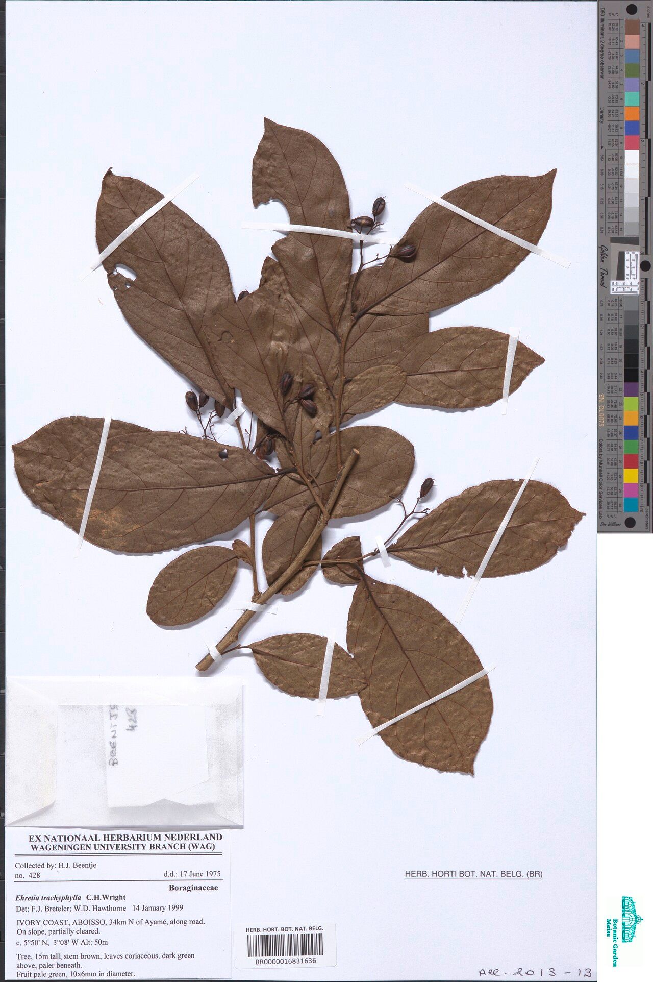 Ehretia trachyphylla — search result for 'Ehretia'