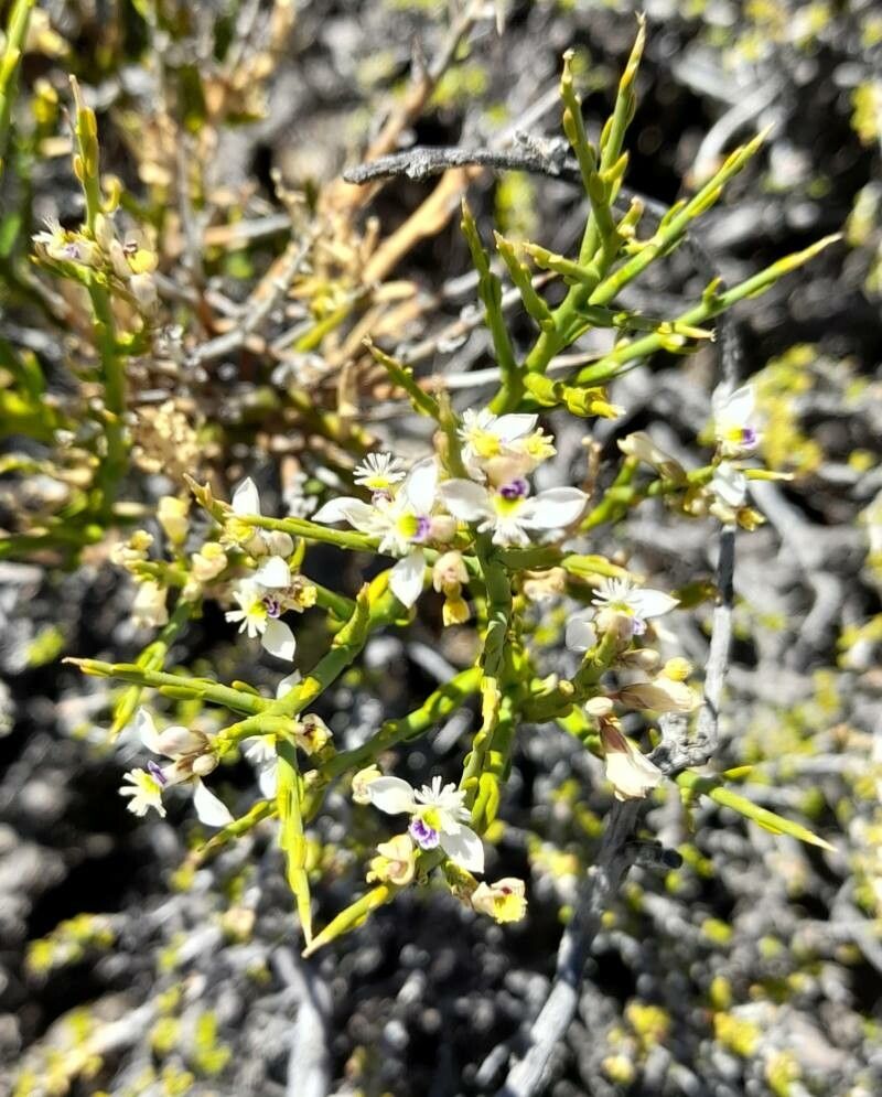 Polygala spinescens flower