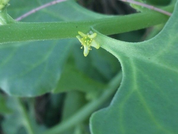 Tetragonia tetragonoides flower