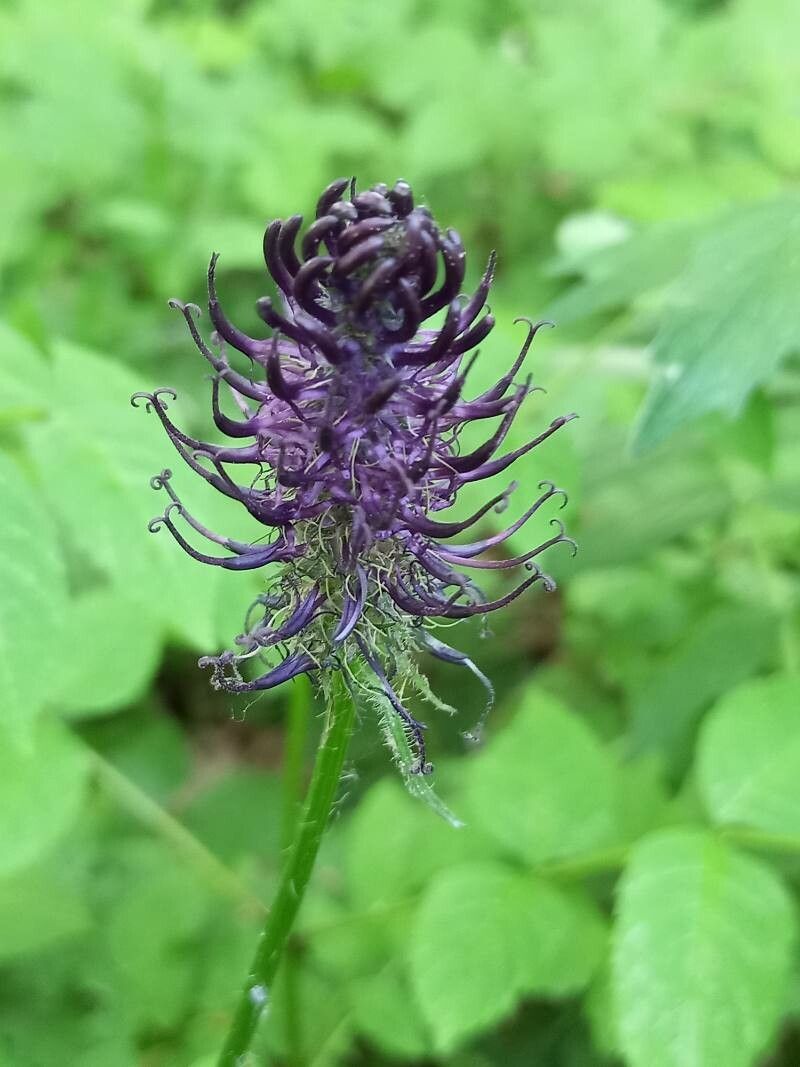 Phyteuma nigrum flower