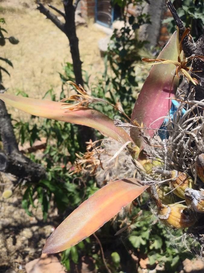 Laelia superbiens — search result for 'Guatemala'