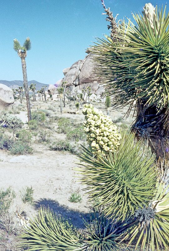 Yucca brevifolia flower