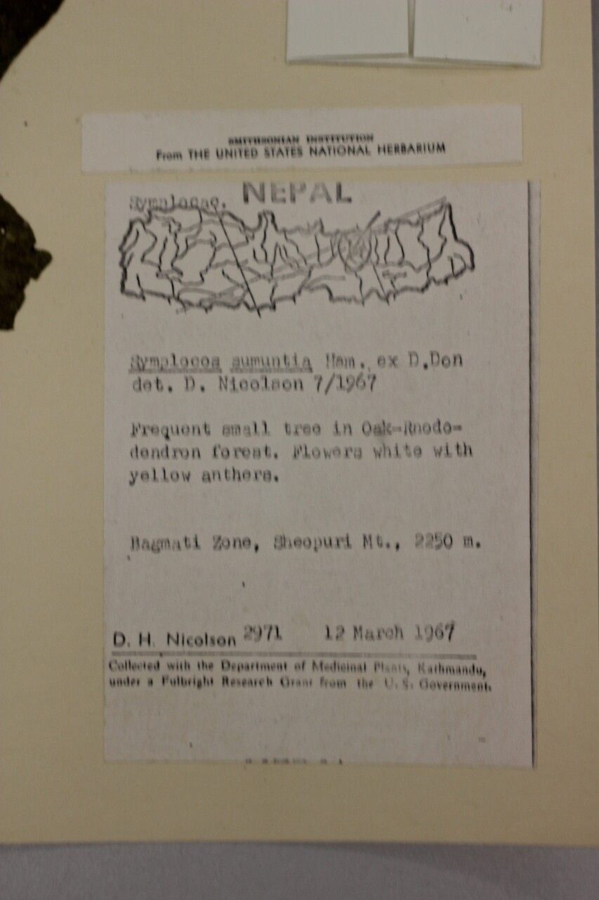 Symplocos sumuntia other