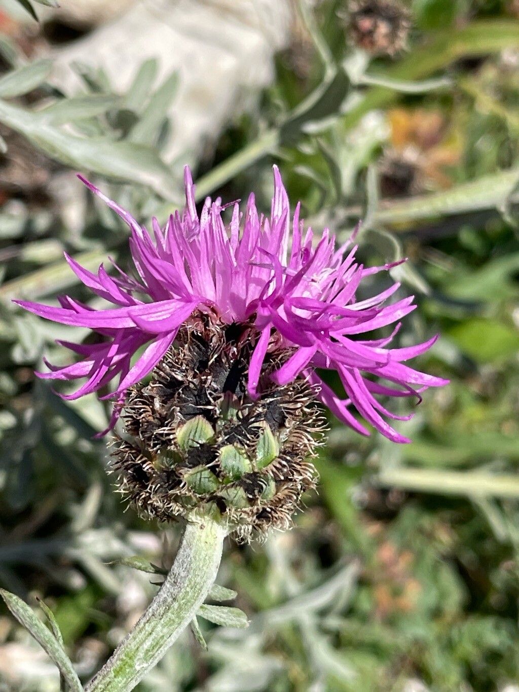 Centaurea ambigua flower