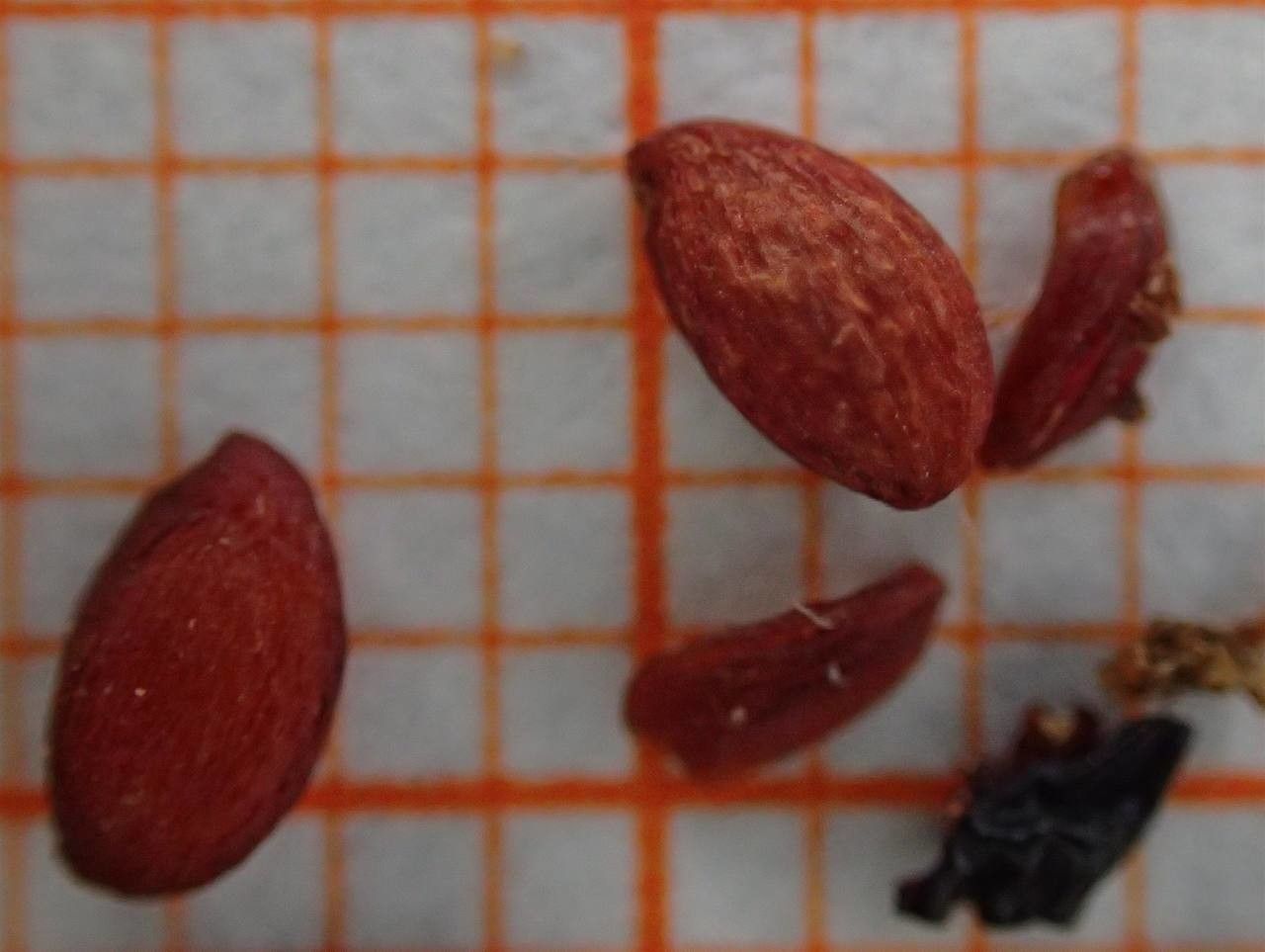 Aronia × prunifolia other