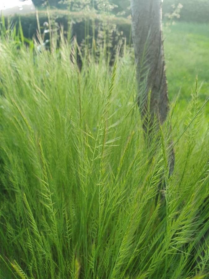 Vulpia bromoides — clay tolerant houseplant