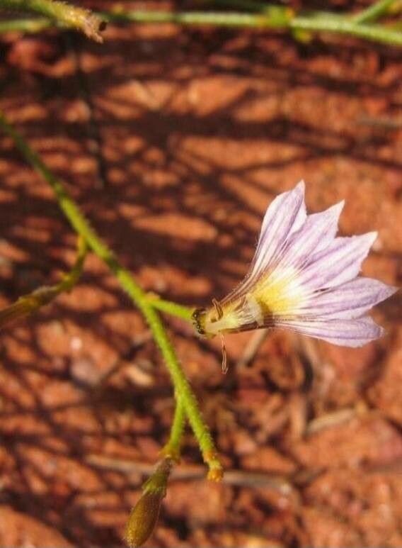 Scaevola ramosissima flower