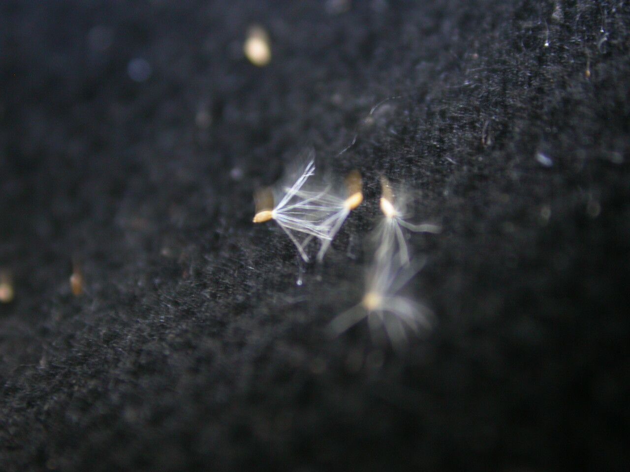 Conyza stricta — search result for 'Conyza'