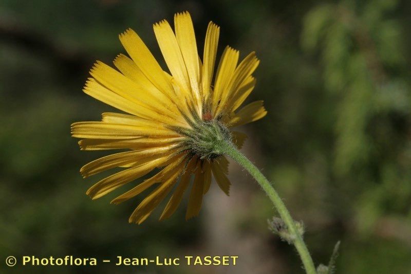 Hieracium recensitum flower