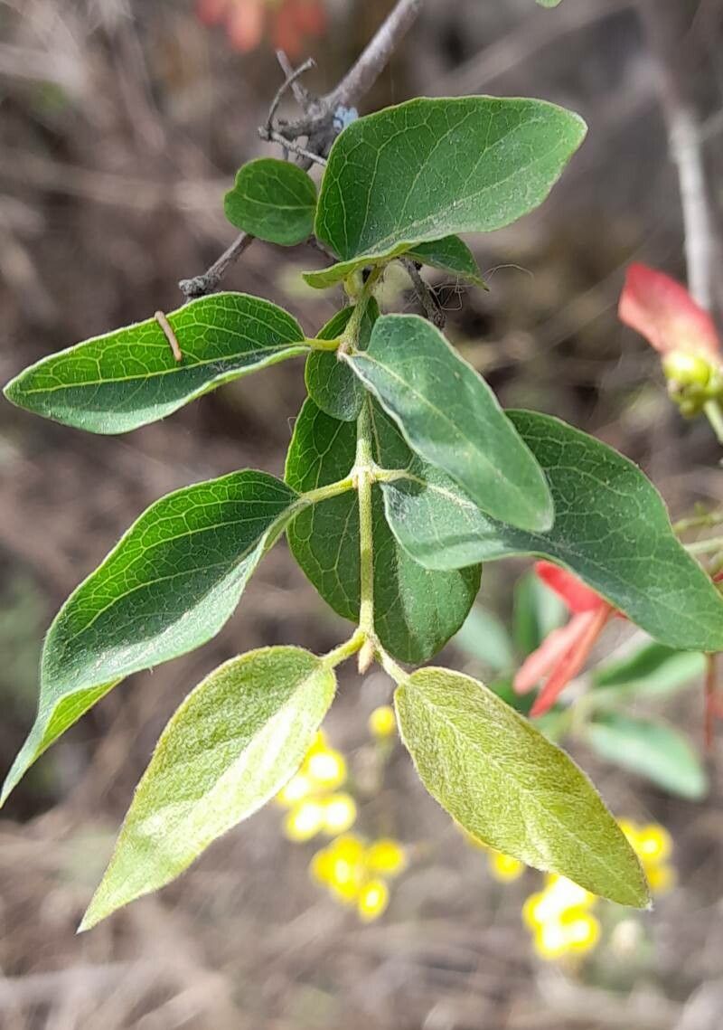 Heteropterys dumetorum — houseplant care guide