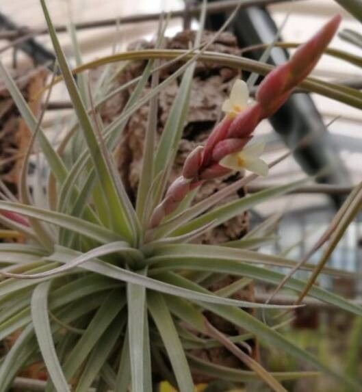 Tillandsia rauschii — houseplant care guide