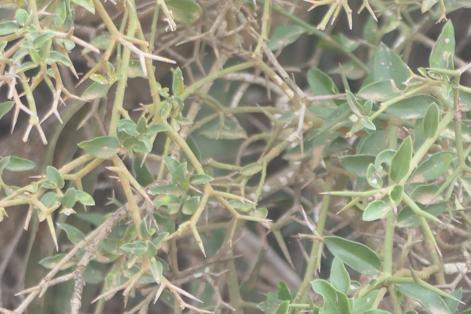 Carissa haematocarpa leaf