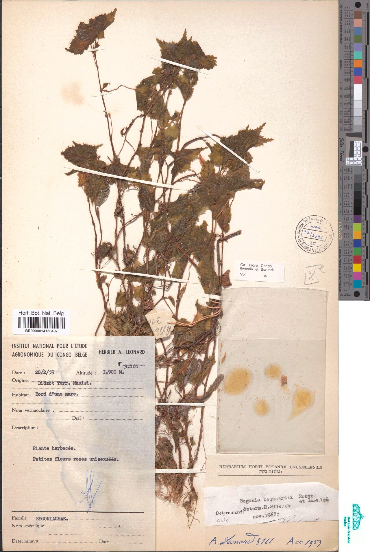 Begonia bequaertii — houseplant care guide