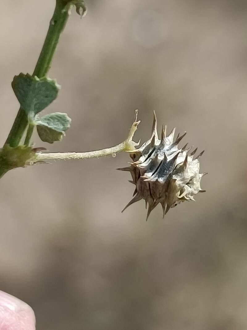 Medicago littoralis fruit