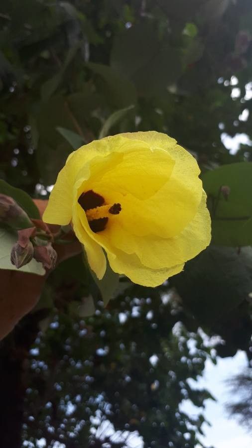 Hibiscus tilliaceus flower