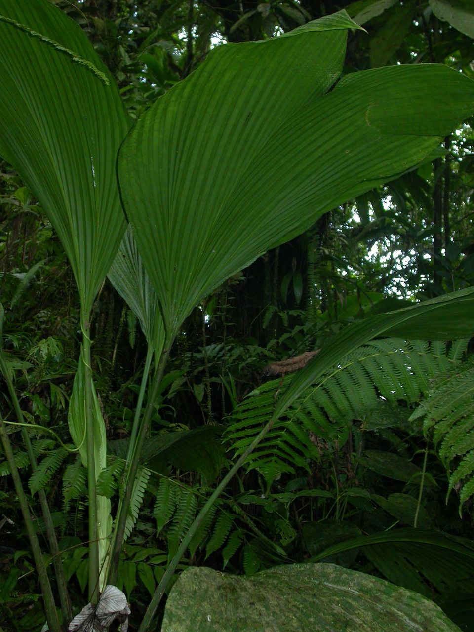 Asplundia insignis leaf