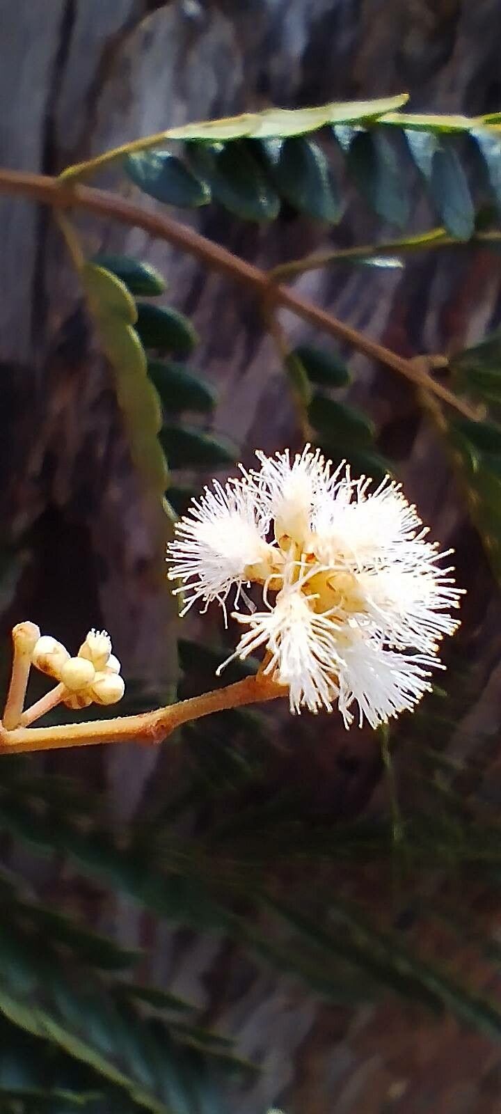 Senegalia polyphylla flower