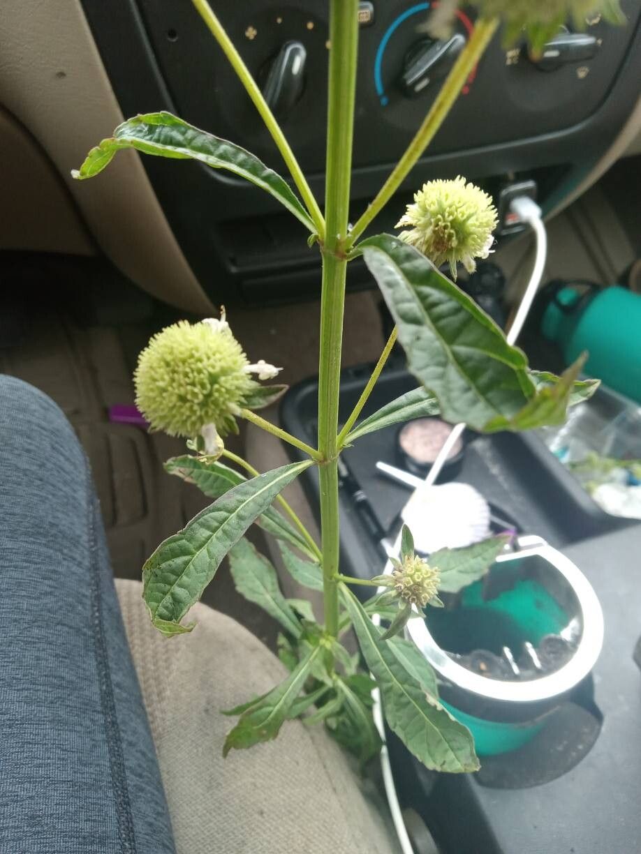 Hyptis alata — search result for 'Cuba'