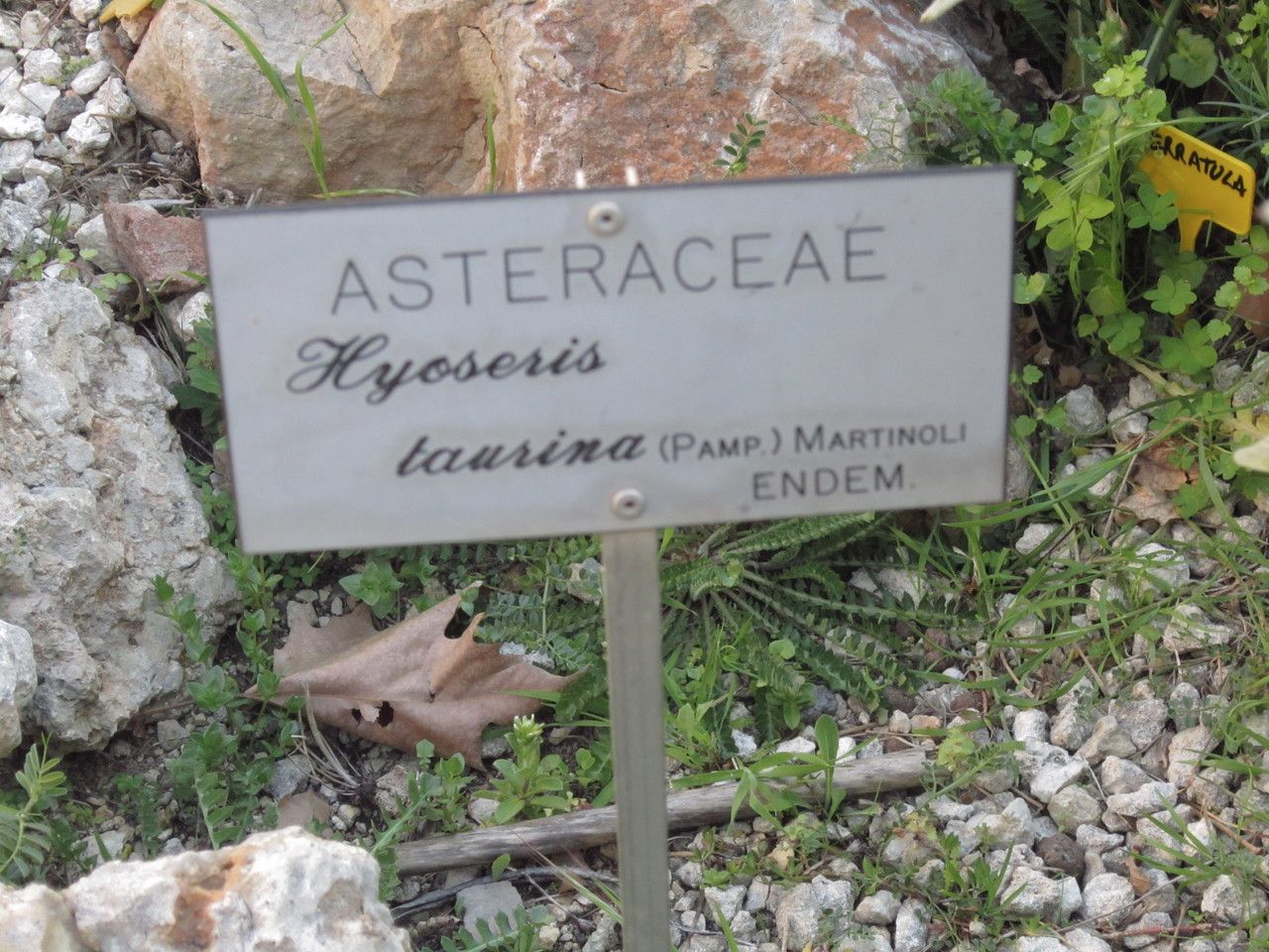 Hyoseris taurina leaf