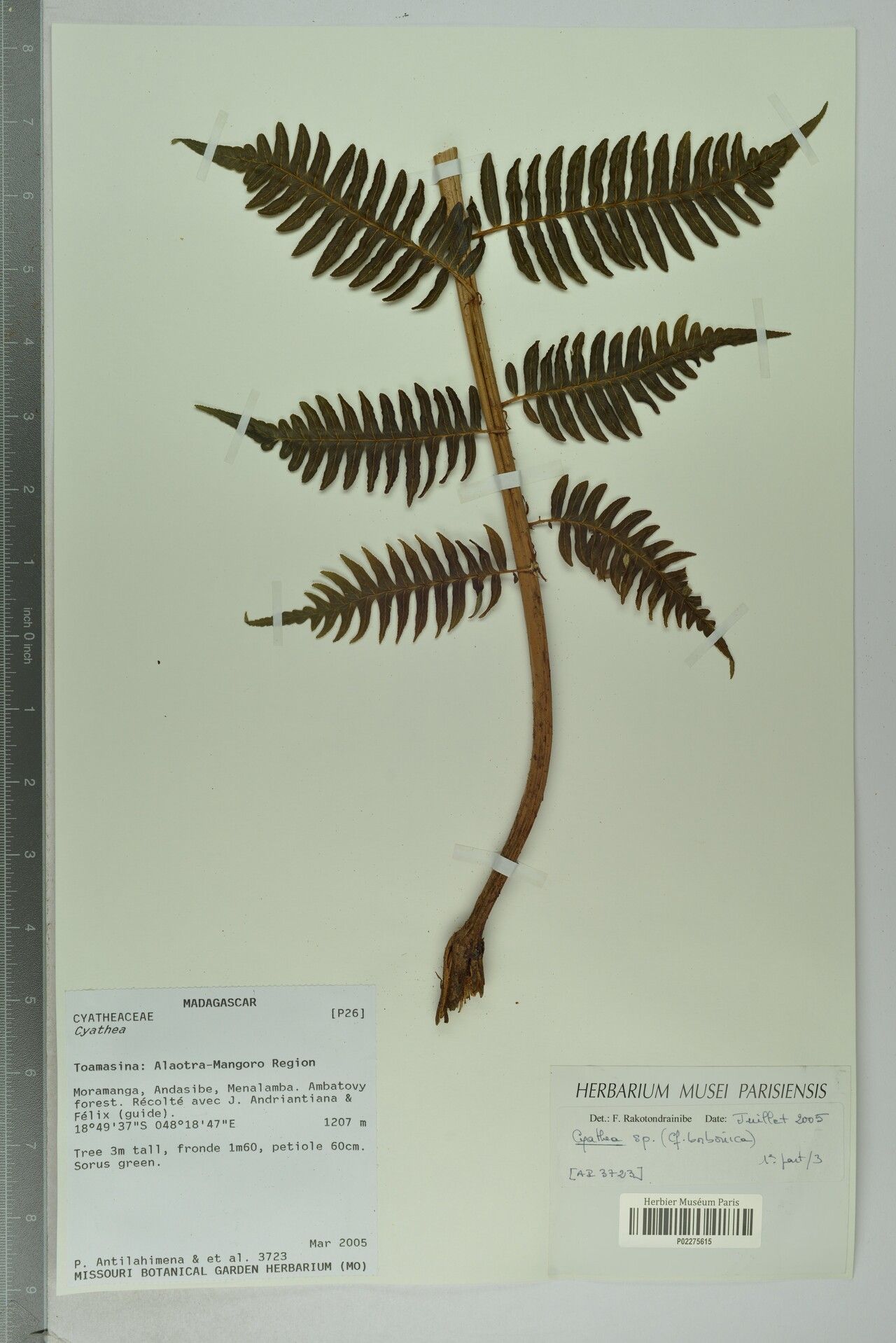 Alsophila basirotundata — houseplant care guide