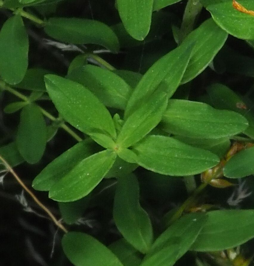 Hypericum x desetangsii — houseplant care guide