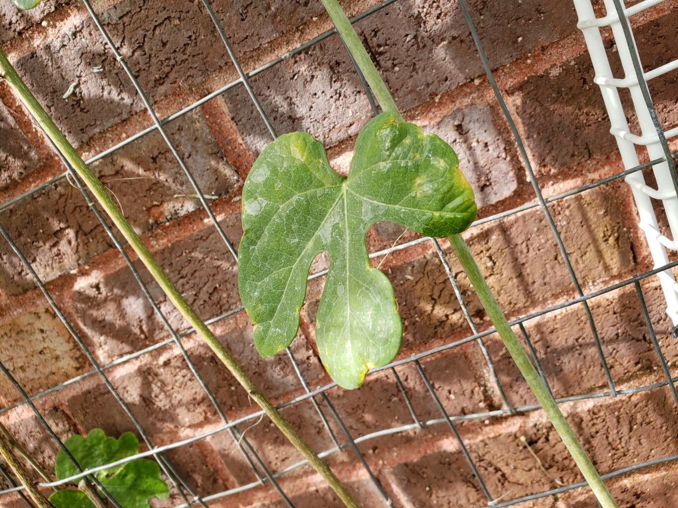 Adenia stylosa — houseplant care guide