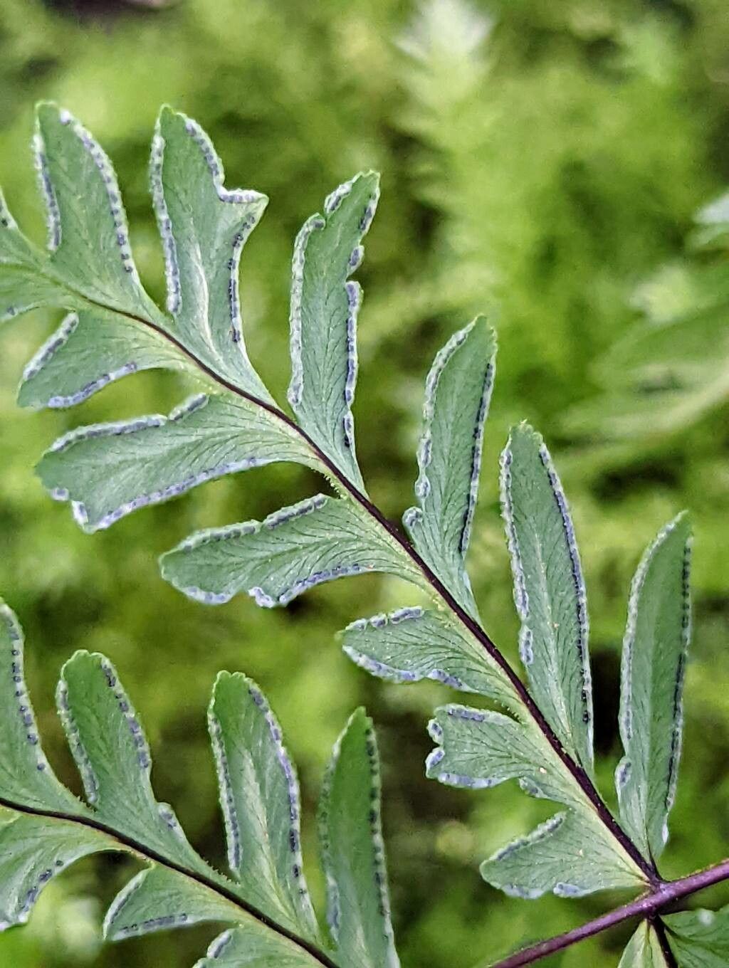 Hemionitis intramarginalis fruit