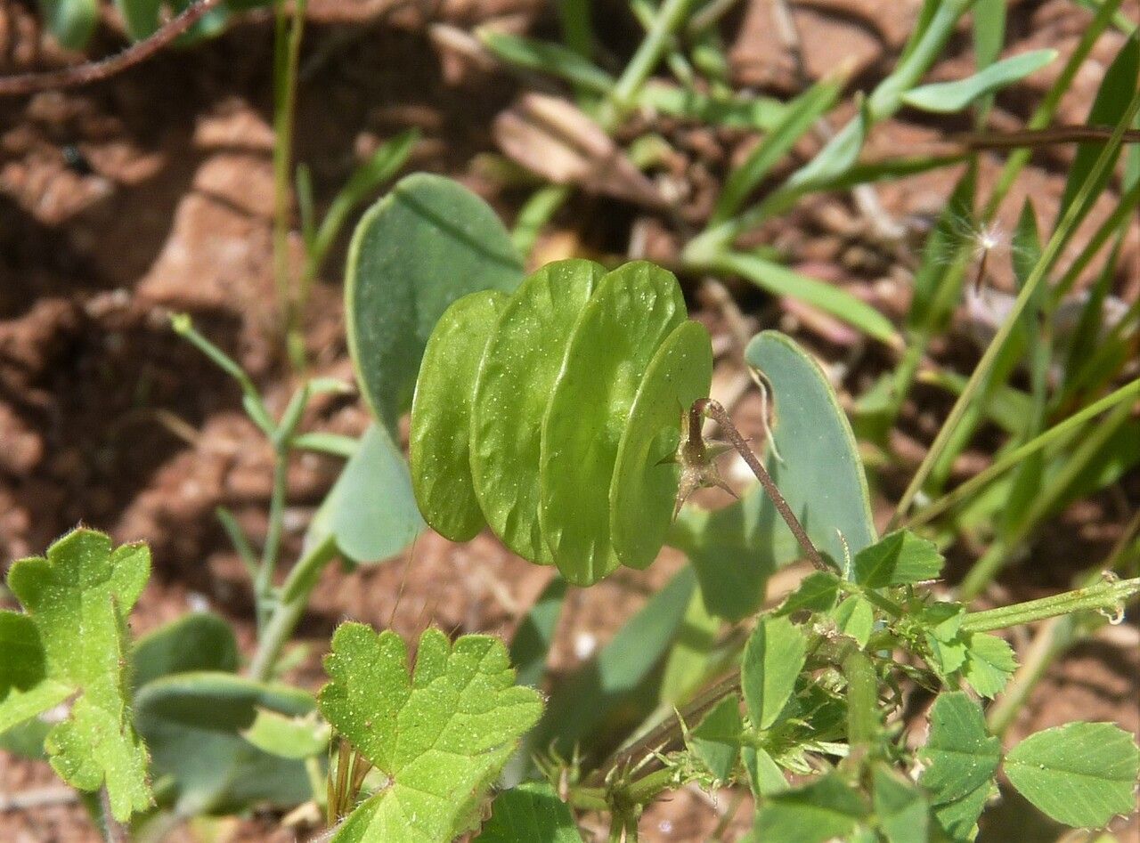 Medicago orbicularis fruit