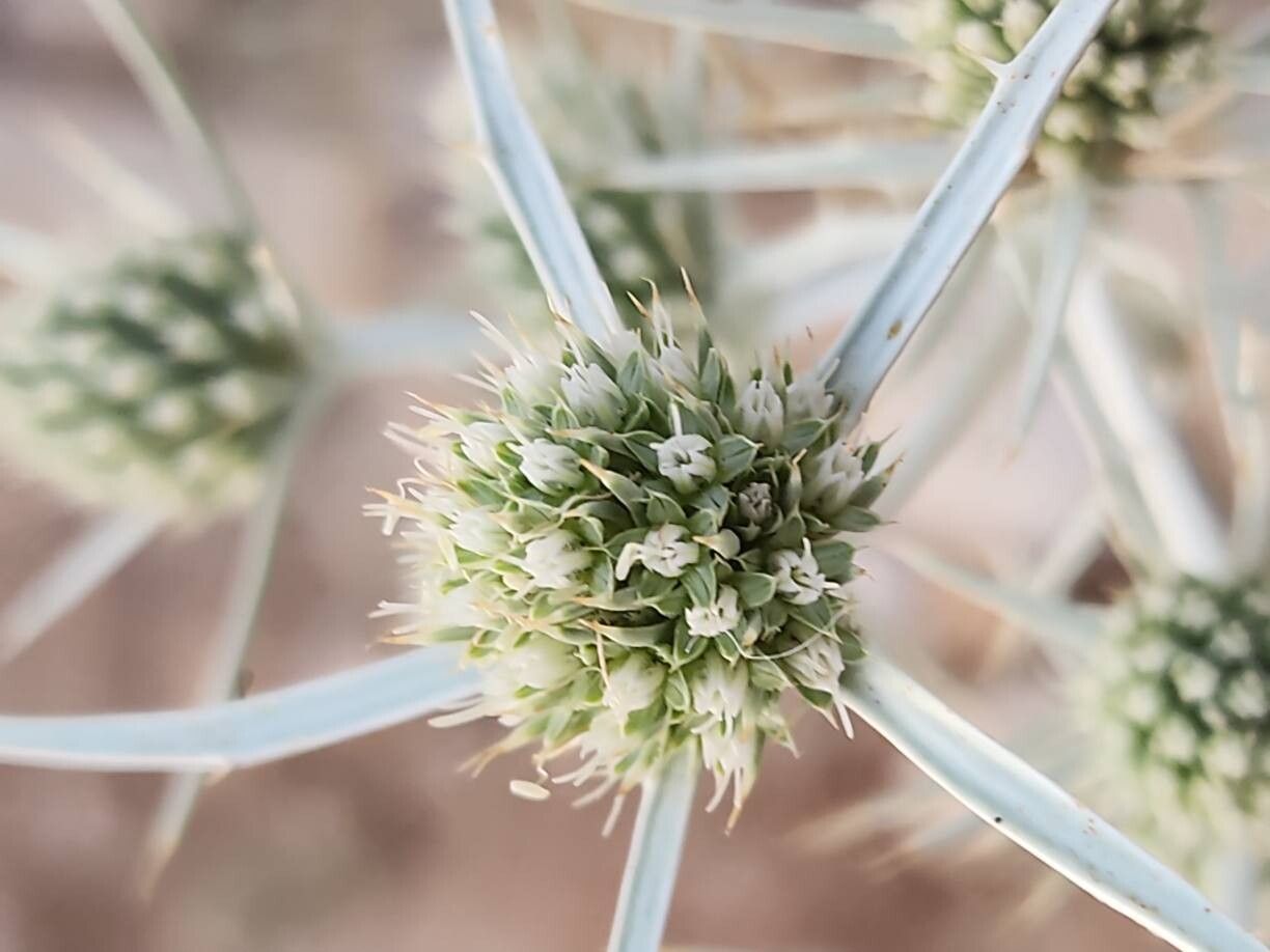 Eryngium billardierei flower