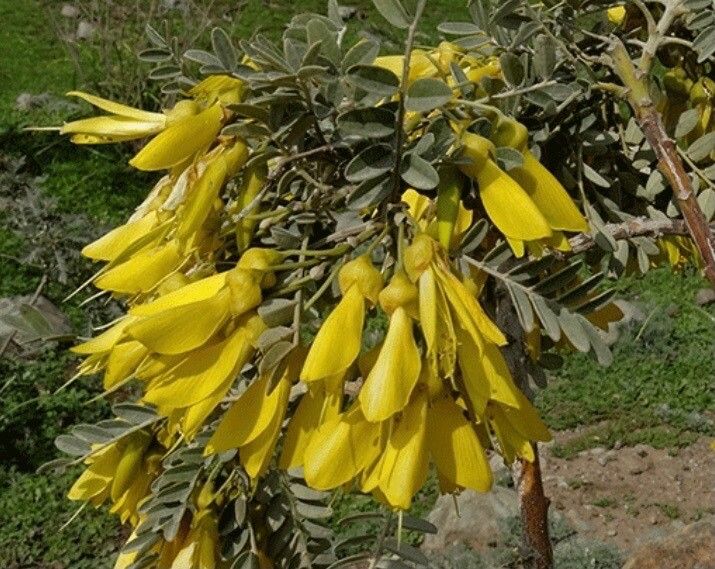 Sophora macrocarpa flower