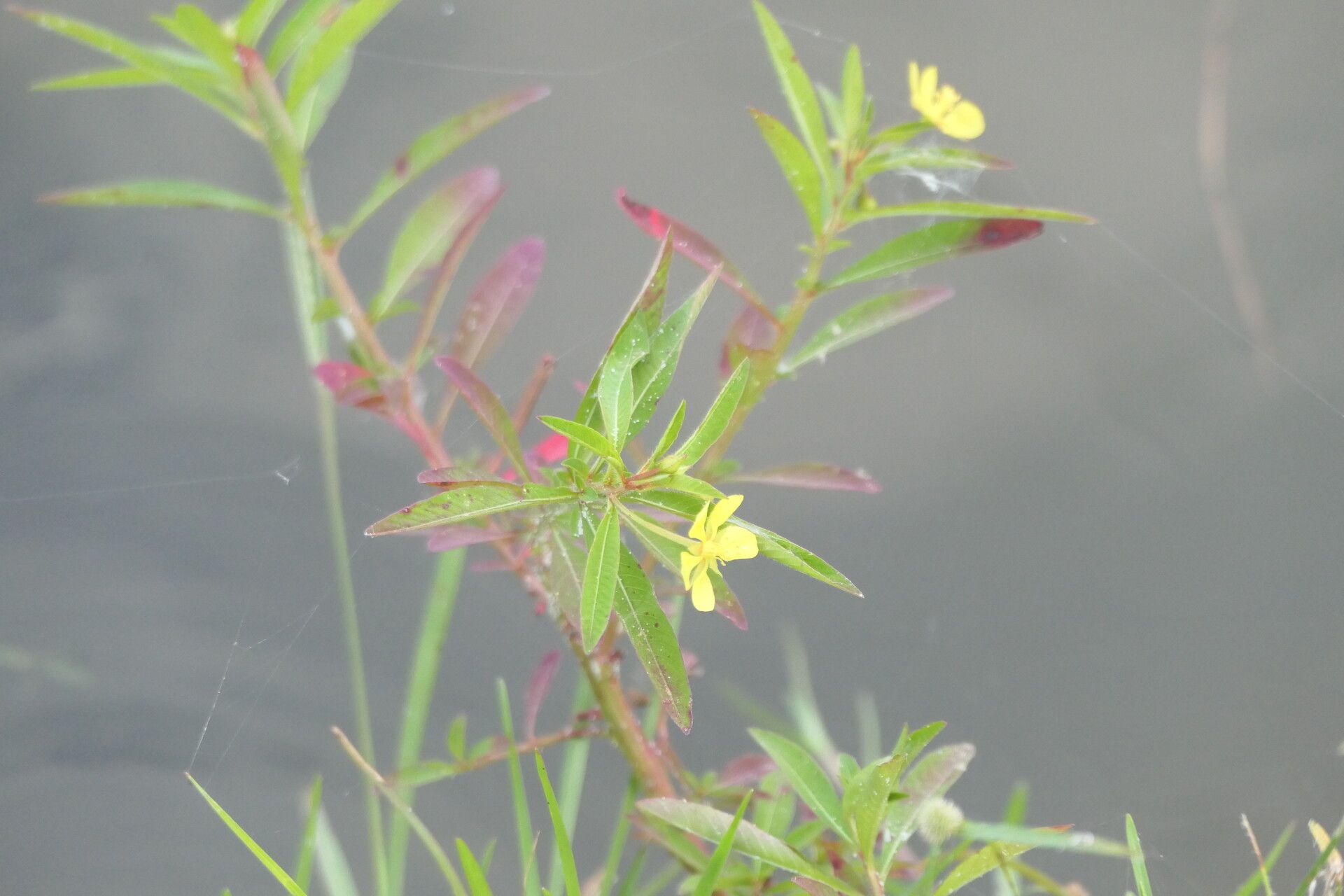 Ludwigia leptocarpa habit