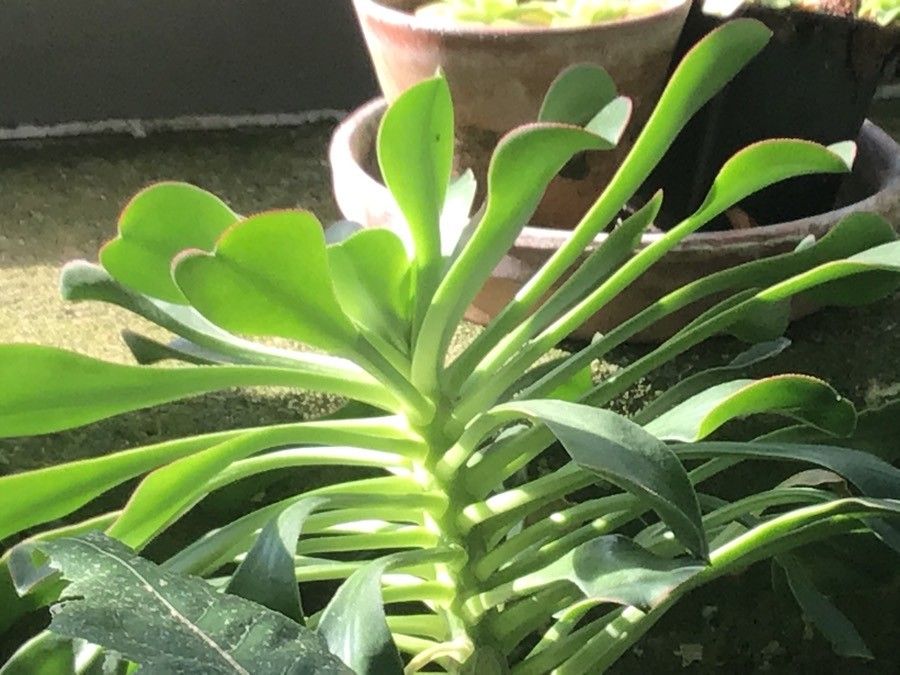 Aeonium urbicum — search result for 'Aeonium'