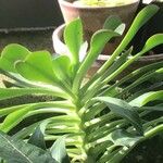 Aeonium urbicum