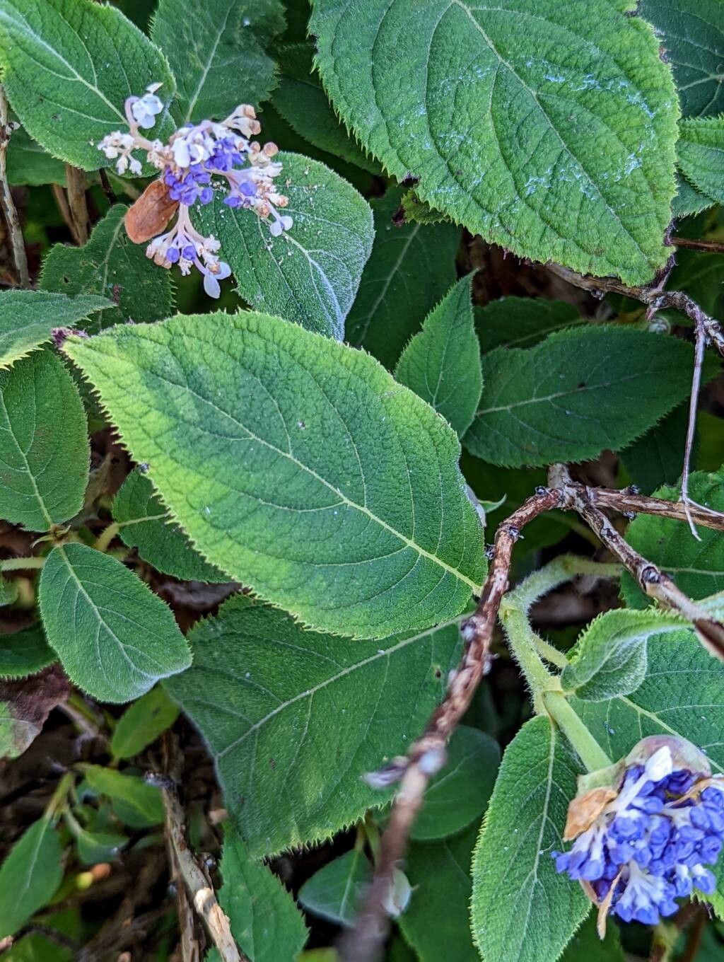Hydrangea involucrata — search result for 'Hydrangeaceae'
