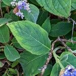 Hydrangea involucrata