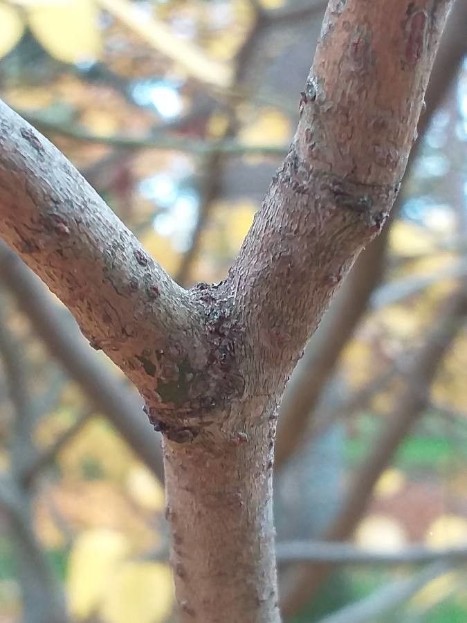 Lindera obtusiloba bark
