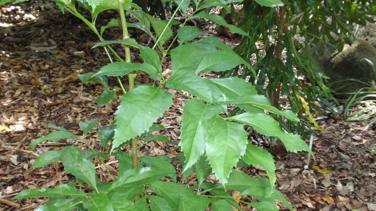 Carnarvonia araliifolia — search result for 'Proteaceae'