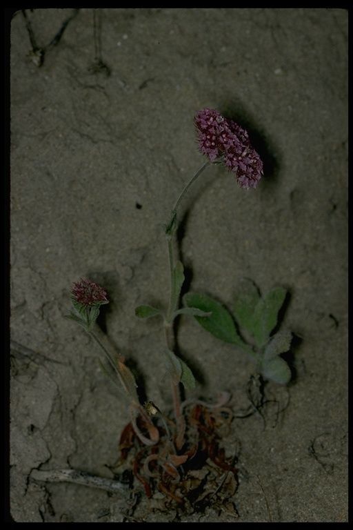 Chorizanthe douglasii habit