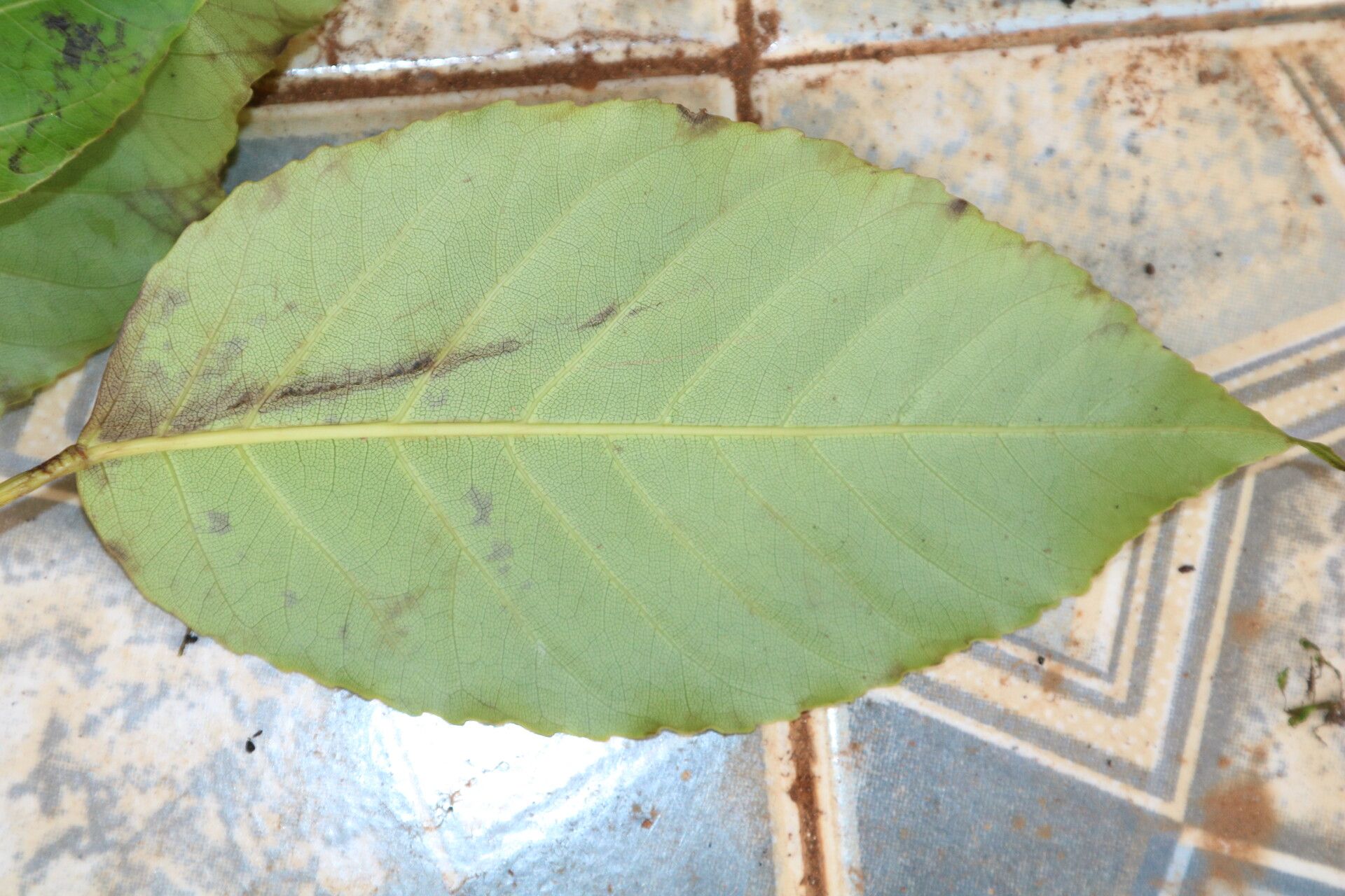 Astropanax abyssinicus leaf