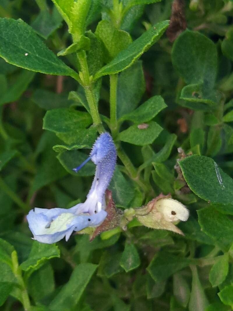 Salvia chamelaeagnea flower