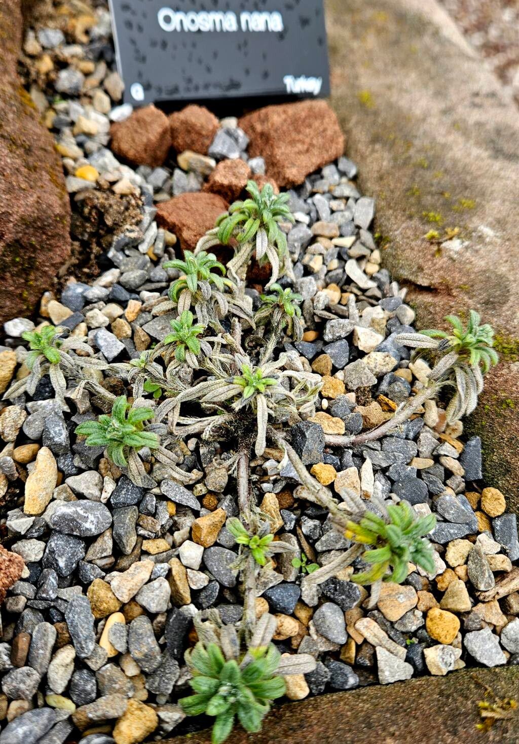 Onosma nana habit